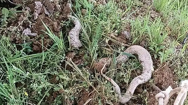 Çapa makinesine takılan 3 metrelik dev yılan paniğe neden oldu
