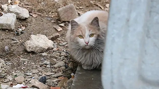 Çatıda mahsur kalan kediyi itfaiye ekipleri kurtardı