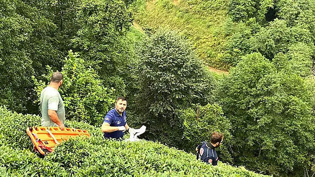 Çay toplarken uçuruma yuvarlanan kadın yaralandı
