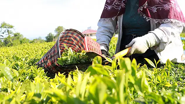 Çay üreticilerine 1 milyar 763 milyon liralık destek ödemesi yarın yapılacak
