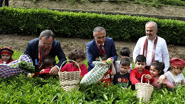 ÇAYKUR, birinci sürgünü 194 bin 351 ton çay alarak tamamladı
