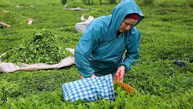 ÇAYKUR işçi alımı yapacak
