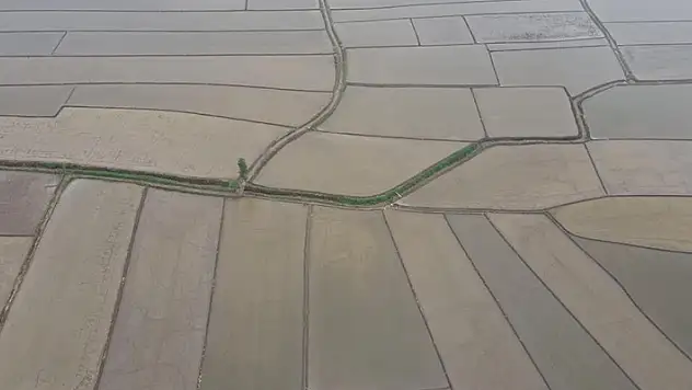 Çeltik tarlalarının sofraya uzanan yolculuğu başladı
