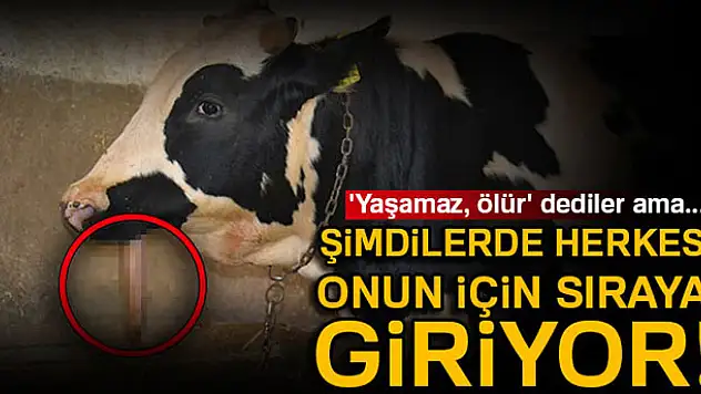 Çenesiz Dana Görenleri Şaşırtıyor