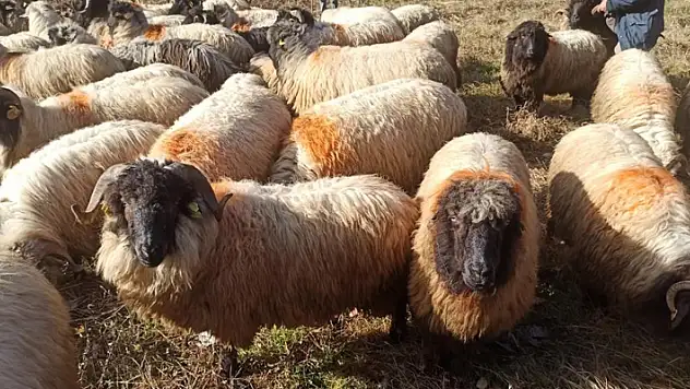 Çepni koyunu koruma altına alındı
