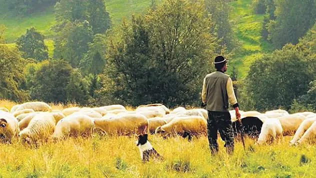 Ceylanpınar Tarım İşletmesi Müdürlüğü çobanlık hizmeti alacak