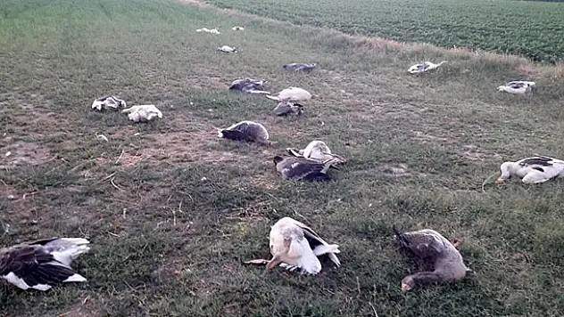 CHP İlçe Başkanının babası, tarlasına giren 40 kazı katletti
