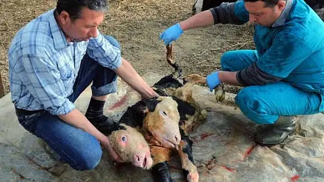 Çift başlı buzağı görenleri hayrete düşürdü