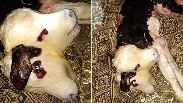 Çift başlı dünyaya gelen buzağı, 1 saat yaşadı