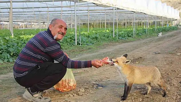 Çiftçi ile tilkinin sıra dışı dostluğu: Serasını koruyan tilkiyi et ve dönerle besliyor