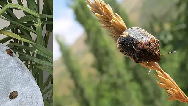Çiftçiler Süne'ye Dikkat
