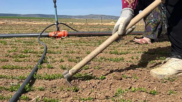 Çiftçiler tarım işçisi bulamamaktan muzdarip
