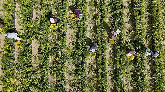 Çiftçilere 772 milyon 805 bin liralık destekleme ödemesi bugün yapılacak