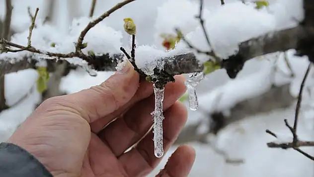 Çiftçilere zirai don için yeni destekler ödenecek