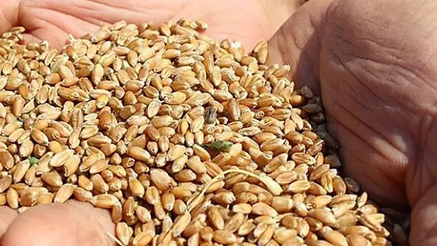 Çiftçiye kötü haber! Buğday, arpa ve mısırda gümrük vergisi sıfırlandı