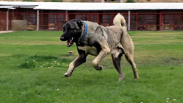 Çiftliğinde heybetli Türk çoban köpeklerini yetiştiriyor