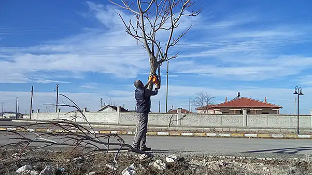 Cihanbeyli'de ağaçlar budanıyor