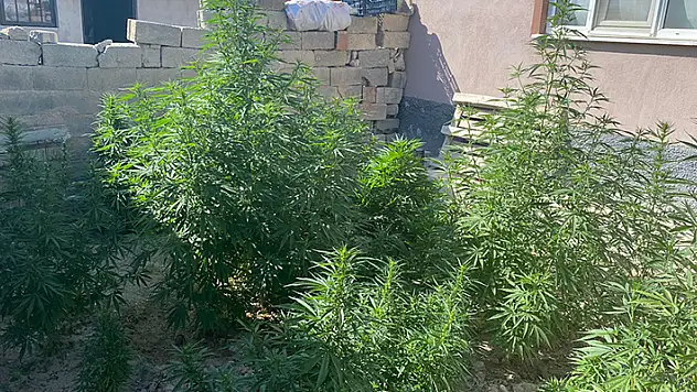Cihanbeyli'de bahçesinde kenevir yetiştiren şüpheli gözaltına alındı
