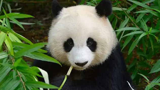 Çin'de panda nüfusu artıyor