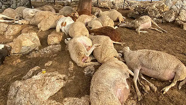 Çınar ağacına yıldırım düştü, altında bulunan 30 küçükbaş öldü 