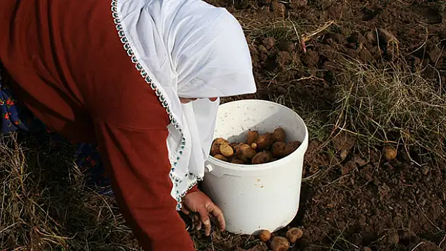 Cipslik patates üreticilerinden mağduriyetlerinin giderilmesine teşekkür