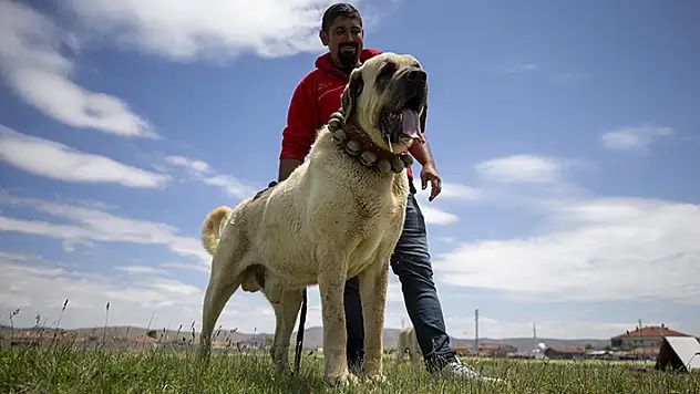 Çoban köpeği Aksaray malaklısı özenle yetiştiriliyor
