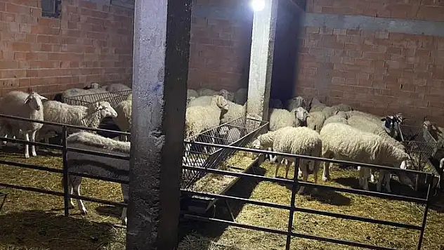 Çoban, yanında işe girdiği sürü sahibinin 70'e yakın hayvanını çaldı
