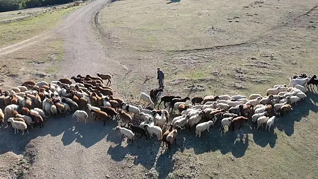 Çobanın drone ile imtihanı
