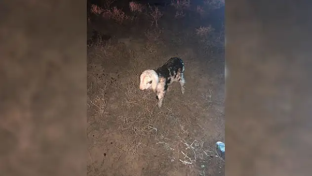 Çobanın kaybolan sürüsünü jandarma buldu