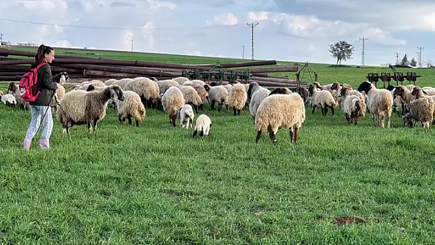 Çobanlık yaparken yürüyüş şampiyonalarında 4 kez Türkiye birincisi oldu
