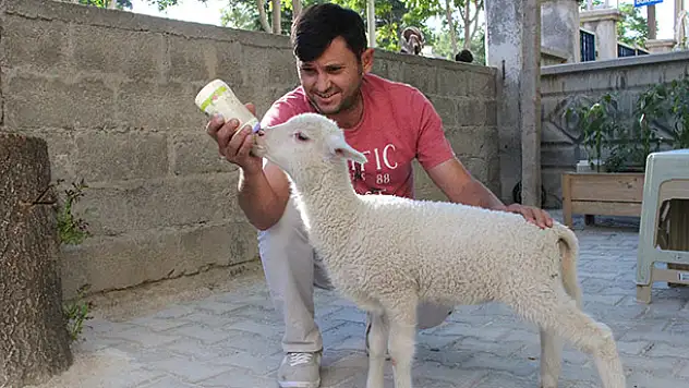 Çocuğu gibi büyüttüğü kuzusu peşinden ayrılmıyor