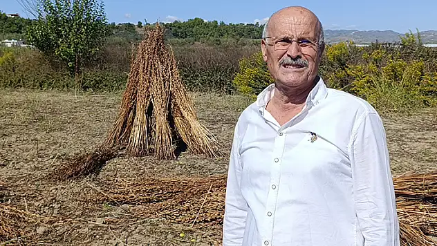 Coğrafi işaret tescilli Altın Susam'a hırsız dadandı