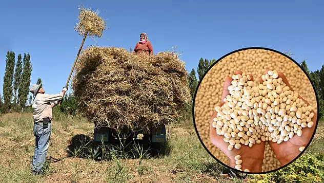 Coğrafi işaretli Akçabelen fasulyesi dünya markası olma yolunda ilerliyor