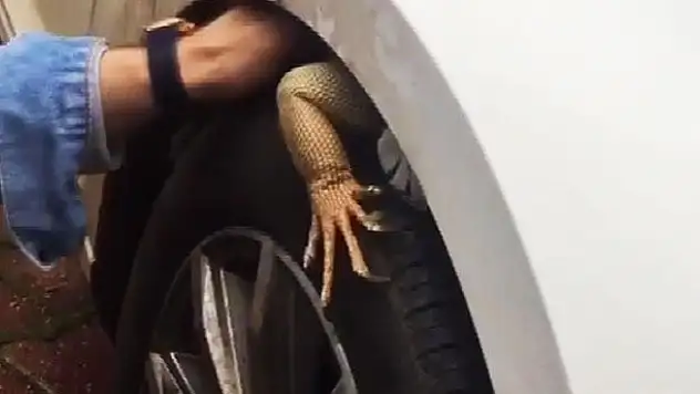 Çok ilginç görüntü! Park halindeki aracın ön tekerinden iguana çıktı