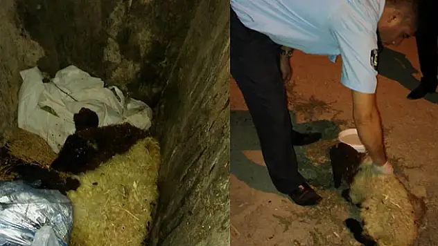 Çöp konteynerinde bulunan kuzuya belediye sahip çıktı