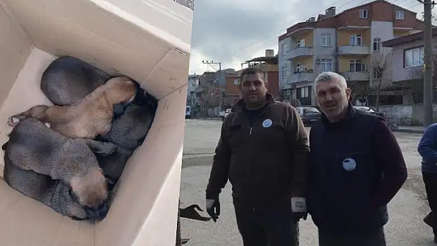 Çöp konteynerine atılan 5 yavru köpek temizlik personelinin dikkatiyle kurtarıldı
