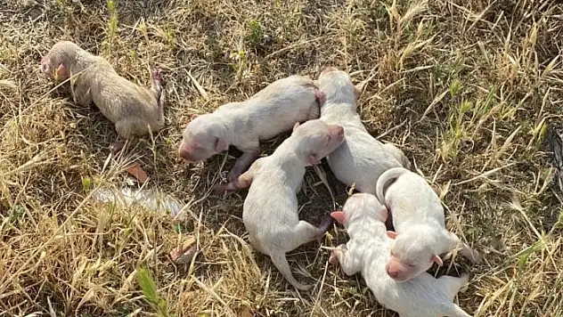 Çöp konteynerine atılan çuvaldan 6 köpek yavrusu çıktı
