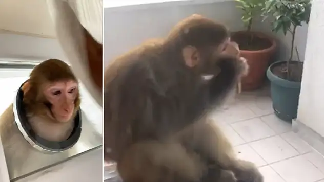 Çorum'da Buse'yi bacağından ısıran maymun, 3 gündür aranıyor
