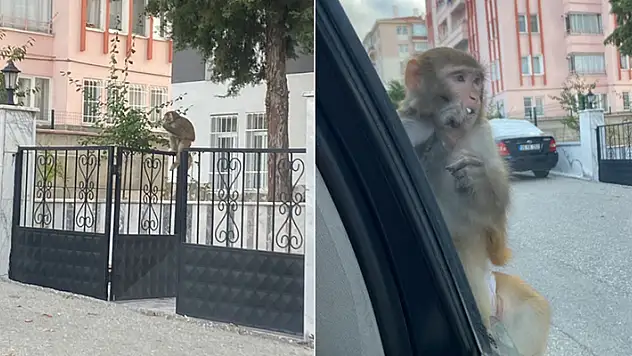 Çorum'da maymunun saldırdığı genç kız yaralandı
