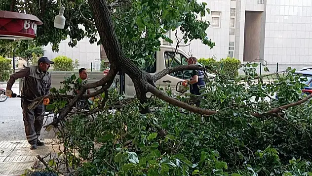 Çorum'da üzerine ağaç dalı düşen kadın yaralandı
