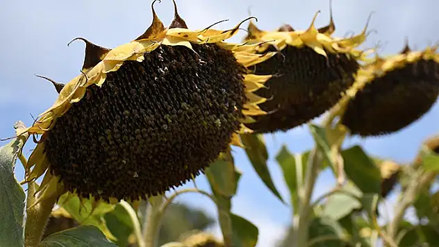 Çukurova'da aşırı sıcaklar hem ürünleri hem de mevsimlik işçileri olumsuz etkiliyor
