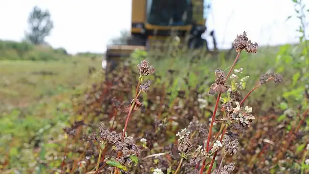 Çukurova'da ilk kez ekilen karabuğdayın hasadı yapıldı
