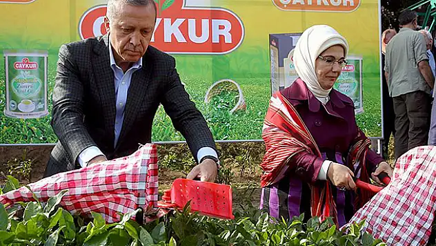 Cumhurbaşkanı Erdoğan Rize'de çay hasadı yaptı