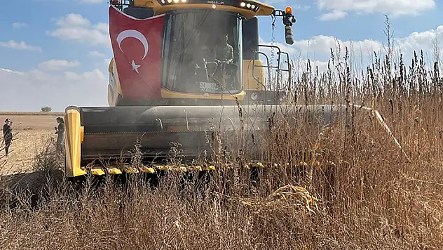 Çumra'da kenevir hasadı sevinci