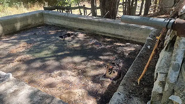Dağ evi sulama havuzunda 13 köpek ölü bulundu
