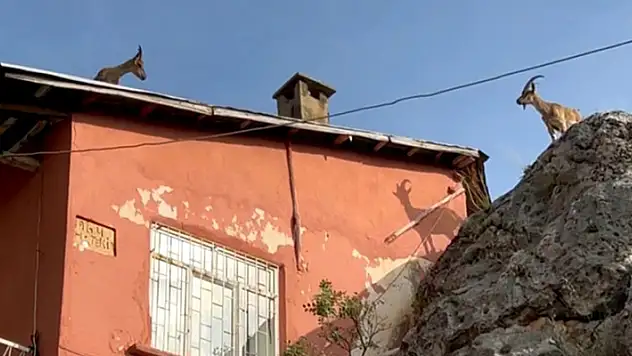 Dağ keçileri artık evlerin çatısına çıkmaya başladı
