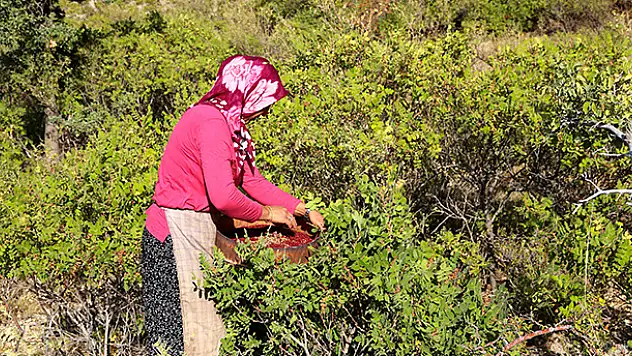 Dağdan toplayıp kilosunu 30 liradan satıyorlar