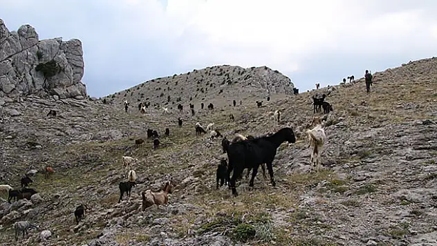 Dağın zirvesinde hayvanlarını otlatıyor