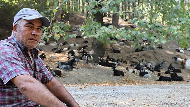 Dağlardaki kurtlar, keçi çobanlarının en büyük kabusu oldu