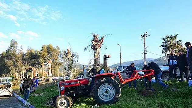 Daha yeşil bir Foça için 500 çınar